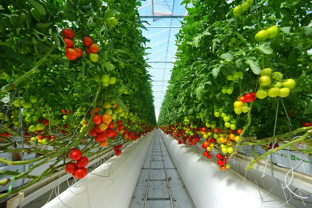 Pure Harvest Eyes Expansion, IPO by 2028