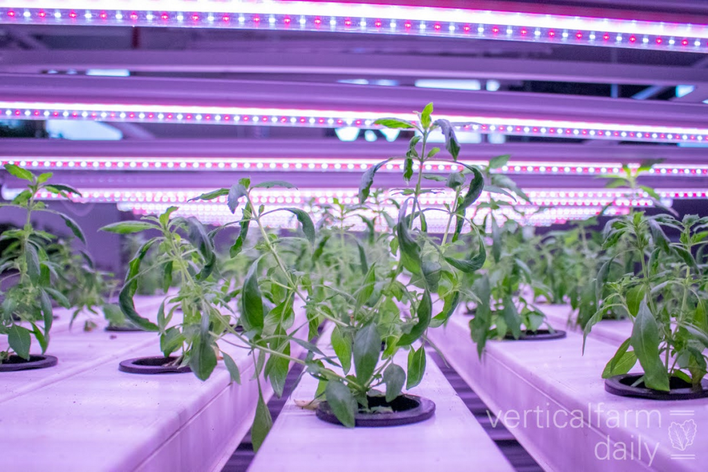 Greeneration Raises $5m from Future Food Foundry

